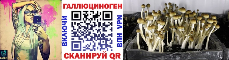 как найти закладки Саки Псилоцибиновые грибы мицелий